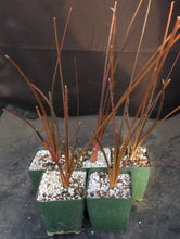 Load image into Gallery viewer, Acanthostachys pitcairnioides
