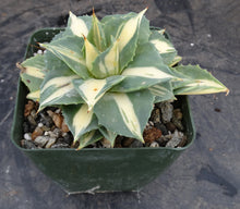 Load image into Gallery viewer, Agave isthmensis 'Ohi Raijin Shiro Nakafu' Yellow Variegated