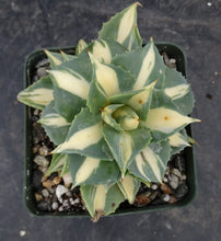 Load image into Gallery viewer, Agave isthmensis 'Ohi Raijin Shiro Nakafu' Yellow Variegated