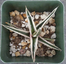 Load image into Gallery viewer, Agave victoriae-reginae 'White Rhino'