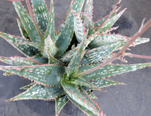 Load image into Gallery viewer, Aloe Hybrid