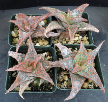 Load image into Gallery viewer, Aloe x 'Bee's Pink'