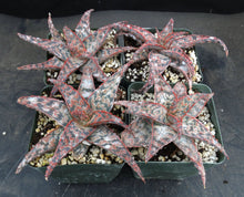Load image into Gallery viewer, Aloe x 'Wrasse'