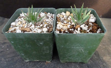 Load image into Gallery viewer, Aloe bowiea