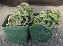 Load image into Gallery viewer, Aloe castilloniae Spiny leaf form