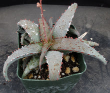 Load image into Gallery viewer, Aloe castilloniae Blue Hybrid