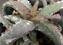 Load image into Gallery viewer, Aloe castilloniae Blue Hybrid