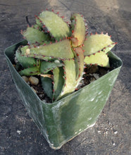 Load image into Gallery viewer, Aloe castilloniae Smooth leaf form