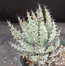 Load image into Gallery viewer, Aloe erinacea *Larger Plant*