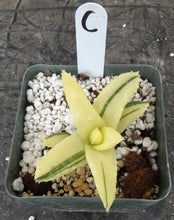 Load image into Gallery viewer, Aloe nobilis 'variegata' Variegated