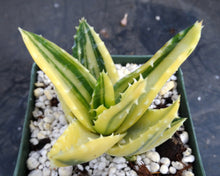 Load image into Gallery viewer, Aloe nobilis 'variegata' Variegated