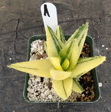 Load image into Gallery viewer, Aloe nobilis 'variegata' Variegated