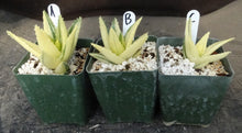 Load image into Gallery viewer, Aloe nobilis 'variegata' Variegated