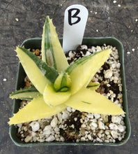 Load image into Gallery viewer, Aloe nobilis 'variegata' Variegated
