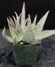 Load image into Gallery viewer, Aloe Hybrid- Seed Grown!