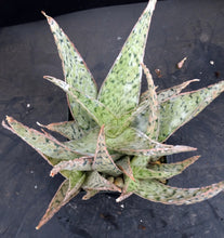 Load image into Gallery viewer, Aloe Hybrid- Seed Grown!
