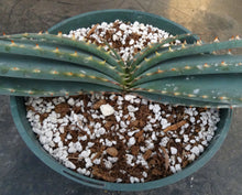 Load image into Gallery viewer, Aloe suprafoliata *Mustache Aloe*