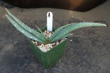Load image into Gallery viewer, Aloe suprafoliata *Mustache Aloe*