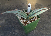 Load image into Gallery viewer, Aloe suprafoliata *Mustache Aloe*