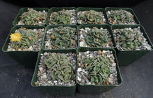Load image into Gallery viewer, Aloinopsis malherbei