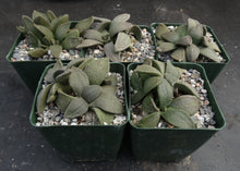 Load image into Gallery viewer, Aloinopsis rubrolineata *Tongue shaped leaves*