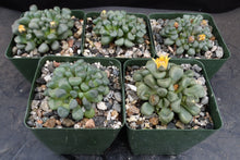 Load image into Gallery viewer, Aloinopsis schooneesii