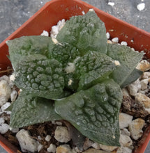 Load image into Gallery viewer, Ariocarpus fissuratus 'Godzilla'