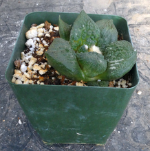 Load image into Gallery viewer, Ariocarpus fissuratus