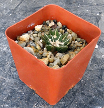 Load image into Gallery viewer, Ariocarpus kotschoubeyanus x 'Godzilla'