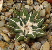 Load image into Gallery viewer, Ariocarpus kotschoubeyanus x 'Godzilla'
