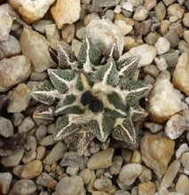 Load image into Gallery viewer, Ariocarpus kotschoubeyanus x 'Godzilla'