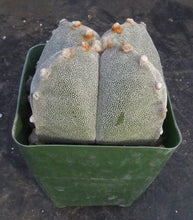 Load image into Gallery viewer, Astrophytum myriostigma 'Onzuka Quadricostata'