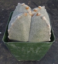 Load image into Gallery viewer, Astrophytum myriostigma 'Onzuka Quadricostata'