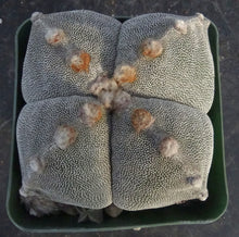 Load image into Gallery viewer, Astrophytum myriostigma 'Onzuka Quadricostata'