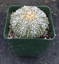 Load image into Gallery viewer, Astrophytum asterias 'Fukuryu Super Kabuto'