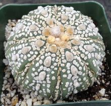 Load image into Gallery viewer, Astrophytum asterias 'Fukuryu Super Kabuto'