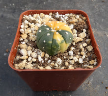 Load image into Gallery viewer, Astrophytum asterias *variegated* #10