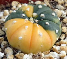 Load image into Gallery viewer, Astrophytum asterias *variegated* #10