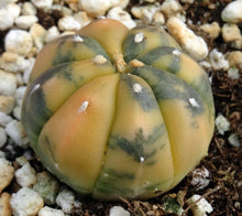 Load image into Gallery viewer, Astrophytum asterias *variegated* #11
