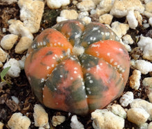 Load image into Gallery viewer, Astrophytum asterias *variegated* #1