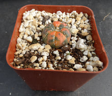 Load image into Gallery viewer, Astrophytum asterias *variegated* #1