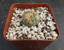 Load image into Gallery viewer, Astrophytum asterias *variegated* #2