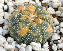 Load image into Gallery viewer, Astrophytum asterias *variegated* #2