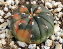Load image into Gallery viewer, Astrophytum asterias *variegated* #3