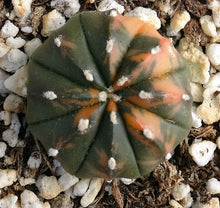 Load image into Gallery viewer, Astrophytum asterias *variegated* #3