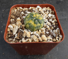 Load image into Gallery viewer, Astrophytum asterias *variegated* #4