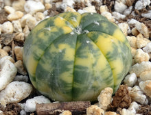 Load image into Gallery viewer, Astrophytum asterias *variegated* #4