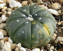 Load image into Gallery viewer, Astrophytum asterias *variegated* #5