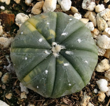 Load image into Gallery viewer, Astrophytum asterias *variegated* #5