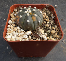 Load image into Gallery viewer, Astrophytum asterias *variegated* #6